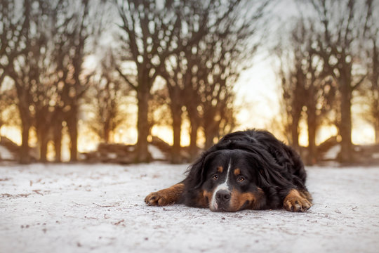 Liegender Berner Sennehund auf leichtem Schnee im Sonnenuntergang