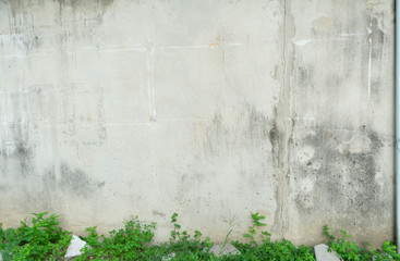 dirty old  white wall with weed ,stain old wall and ruin stone