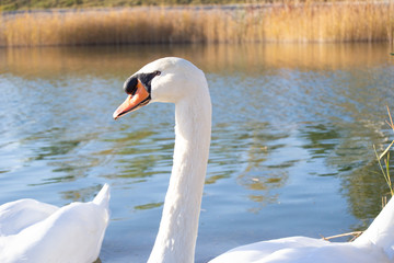 Swan portrait at sunny day