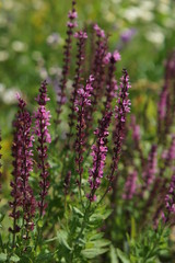 Salvia
