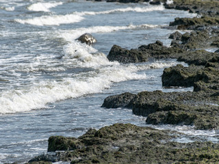 Seaweeds in the water on the coast and algae in the water on the coast of the Baltic Sea