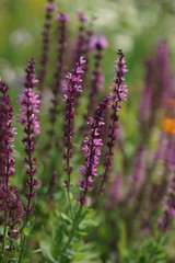 Salvia
