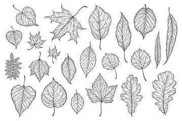 Falling leaves vector illustration. Decorative graphic black outline autumn leaves collecton isolated on white background. Hand drawn organic lines