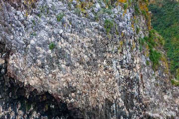 The Close up of a cliff at the entrance to the Pacific ocean full of countless seagulls nesting and hatching