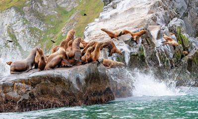 The Steller sea lion sitting on a rock island in the Pacific Ocean on kamchatka peninsula
