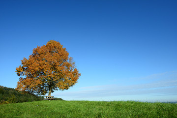 Baum im Herbst