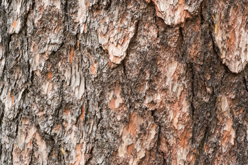 Pine tree bark closeup as background
