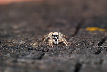Beautiful jumping spider close-up in the nature.