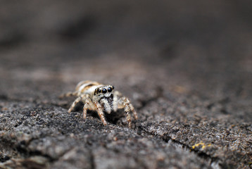 Beautiful jumping spider close-up in the nature.