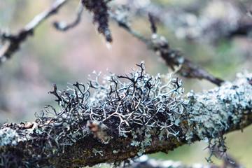 Blurred for background.Fruticose Lichens on a tree branch.