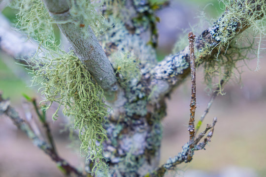 Blurred for background.Fruticose Lichens on a tree branch.