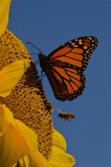 butterfly on yellow flower