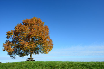 Baum im Herbst