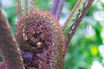 Blurred on background.Young shoots of ferns in the garden.
