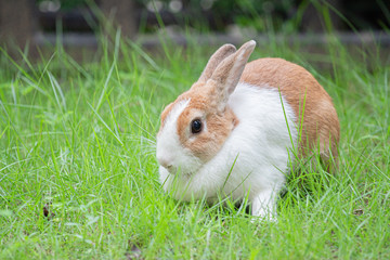 close up bunny rabbit in garden 