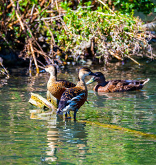 Waterfowl on a lake in bright summer sunshine