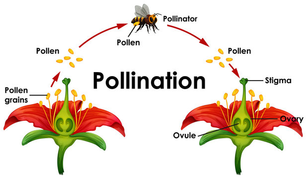 Diagram showing pollination with flower and bee