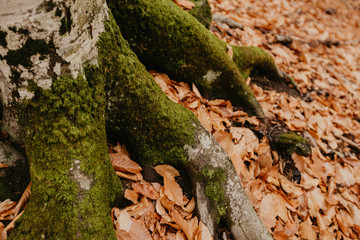 moss on the roots of a tree in the forest in autumn