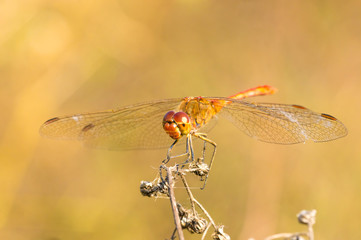 Large dragonfly sits on a dry grass