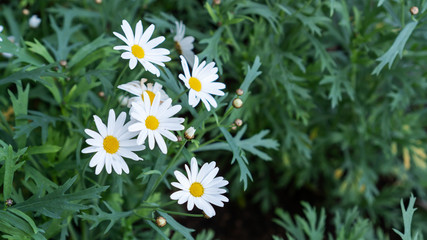 White Chamomile flower in a garden.