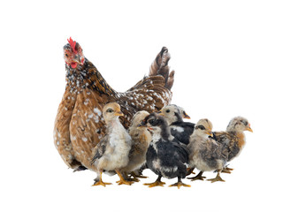 Hen and her chicks isolated on a white