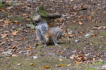 Grey squirrel foraging in Cornish woodland