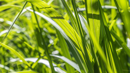 Das satte Grün des Chinaschilf macht den Garten zu einem Jungle