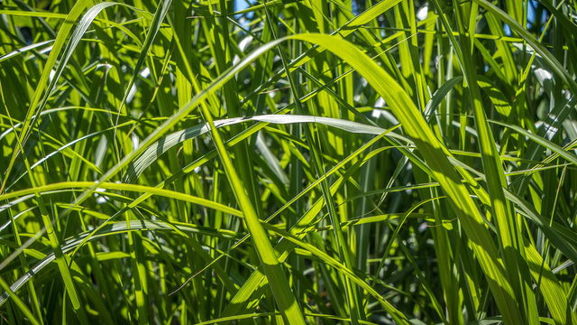 Das satte Gr&uuml;n des Chinaschilf macht den Garten zu einem Jungle