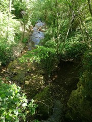 Forest stream surrounded by dense vegetation