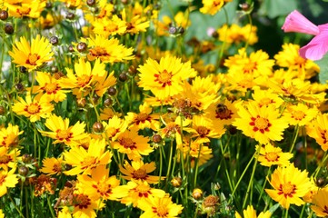 Fototapeta premium Mädchenauge