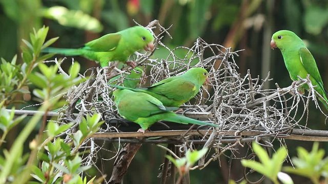 Maritacas comendo semente de girassol no quintal em S&atilde;o Paulo, Brasil 