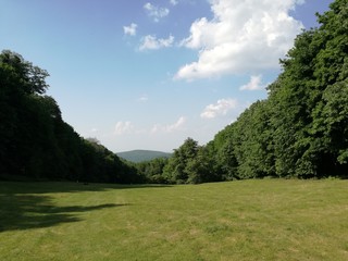Naklejka premium Green pasture surrounded by forest