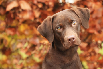 Portrait von einem jungen Hund im Herbst