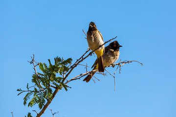 Two Red-eyed Bulbuls sitting on a branch