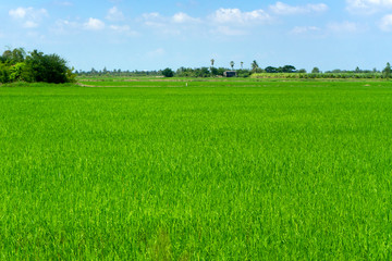 green field and blue sky