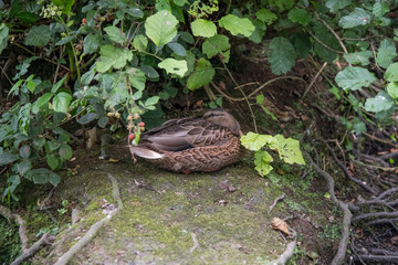 Female mallard duck resting on land