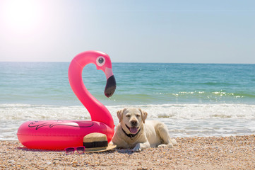 dog labrador and inflatable flamingo by the sea