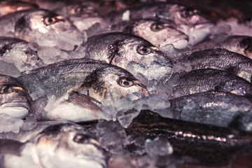 raw gilt-head breams in crushed ice, fresh fish on ice