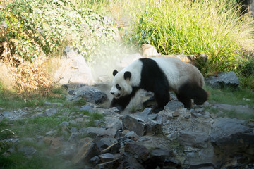 Panda walks in the woods among the stones. Panda in its natural environment