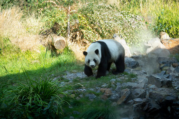 Panda walks in the woods among the stones. Panda in its natural environment