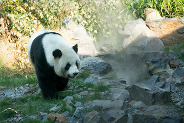 Panda walks in the woods among the stones. Panda in its natural environment