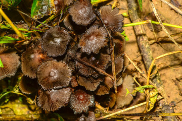The mushrooms seen in the field