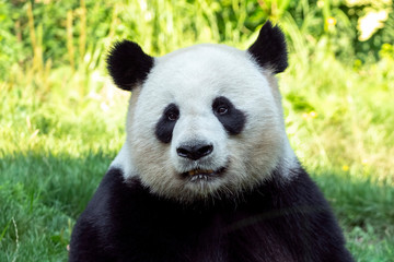 Fototapeta na wymiar Portrait of panda bear close up. Cute China animals. Close up view of the panda's head. Portrait shot.