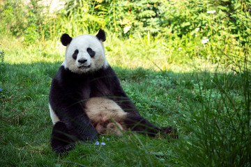 Portrait of panda bear close up. Cute China animals. Close up view of the panda's head. Portrait shot.
