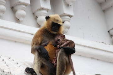 Langur with Baby