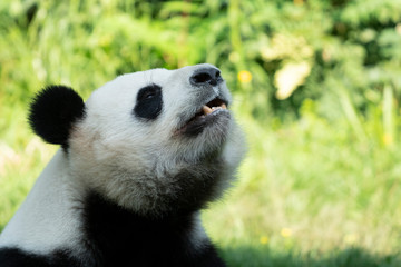 Obraz premium Portrait of panda bear close up. Cute China animals. Close up view of the panda's head. Portrait shot.
