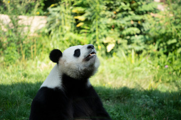 Portrait of panda bear close up. Cute China animals. Close up view of the panda's head. Portrait shot.