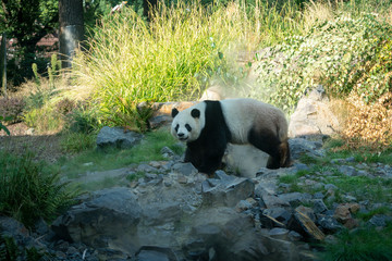 Panda walks in the woods among the stones. Panda in its natural environment