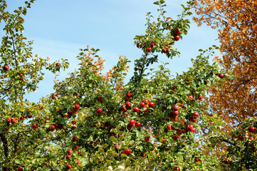 Huge red apples hang among the leaves on the apple tree. Juicy mood on a sunny autumn day. Autumn...