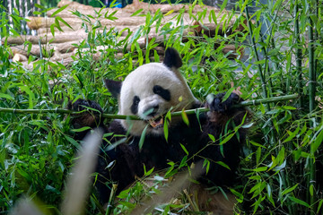 Hungry giant panda bear eating green bamboo